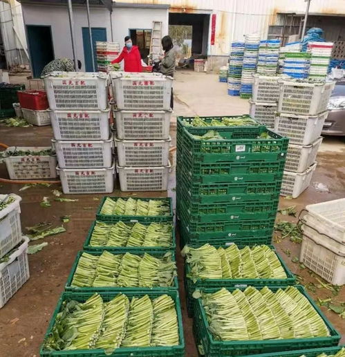 吉安市农产品运营中心 担当“菜篮子”保障先锋，守护食用农产品零售安全