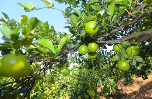 琼中绿橙正式上市，绿色农产品开启秋日甜蜜盛宴